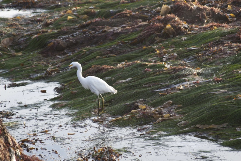 320-5599 Snowy Egret at Cabrillo at Low Tide.jpg